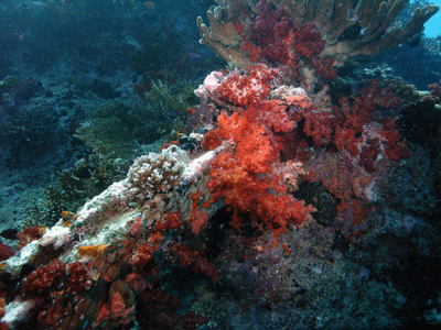 Nice Coral Formation