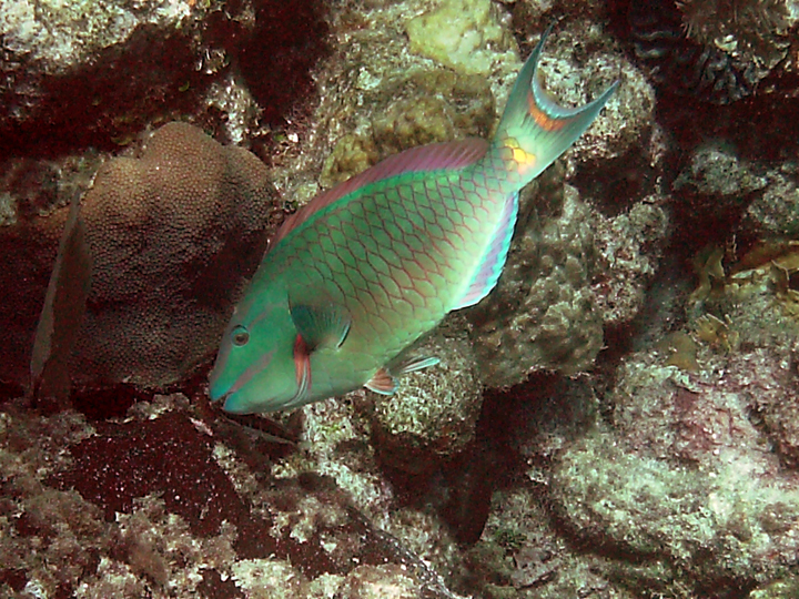 nicemaleparrotfish