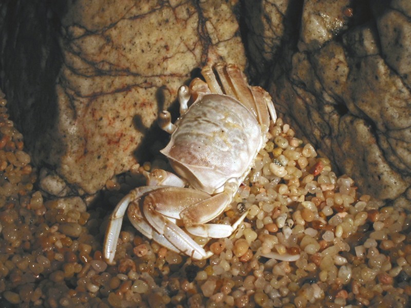 Night Crab