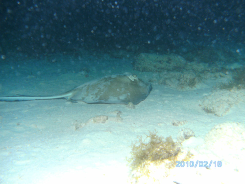 Night Dive Aruba