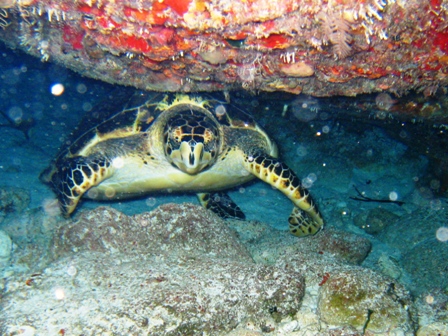 Night diving near Cancun, Mexico -- lots of current!!