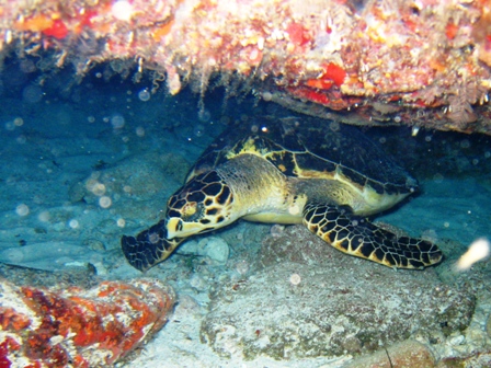 Night diving near Cancun, Mexico -- lots of current!!