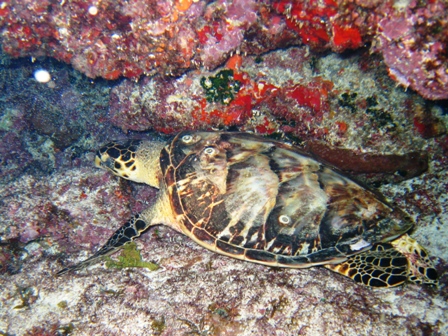 Night diving near Cancun, Mexico -- lots of current!!