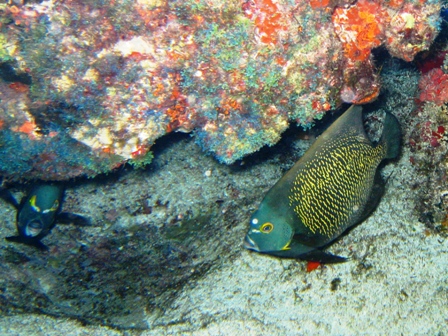 Night diving near Cancun, Mexico -- lots of current!!