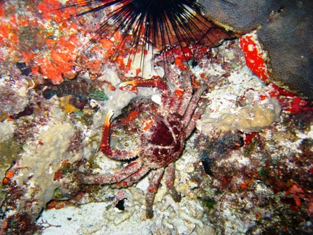 Night diving near Cancun, Mexico -- lots of current!!