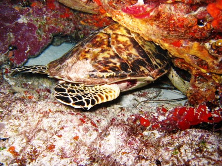 Night diving near Cancun, Mexico -- lots of current!!