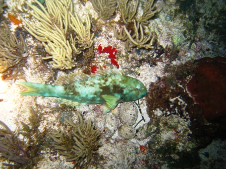 Night diving near Cancun, Mexico -- lots of current!!