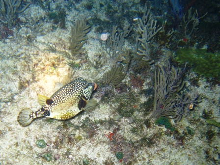 Night diving near Cancun, Mexico -- lots of current!!