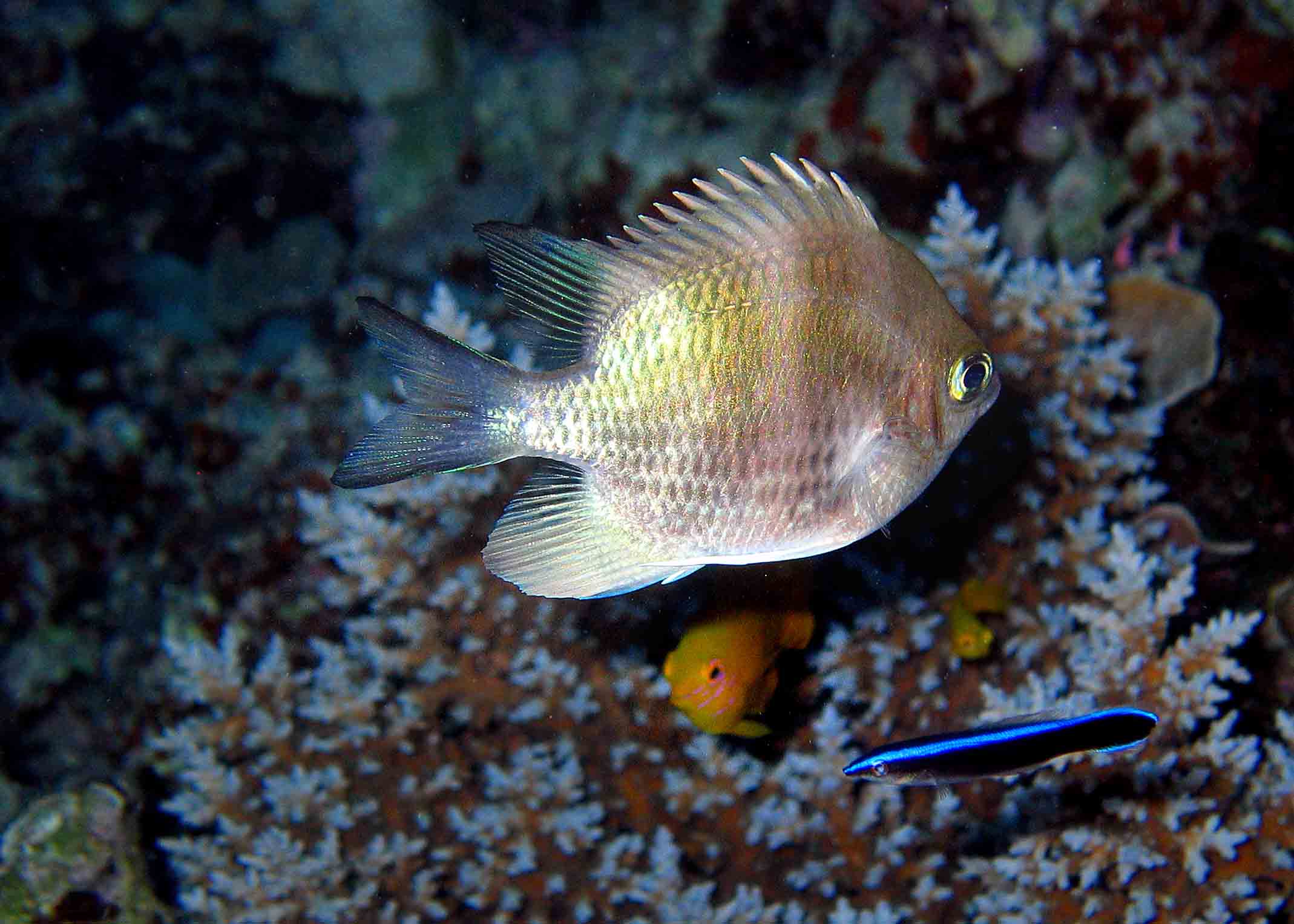 night fishes GBR