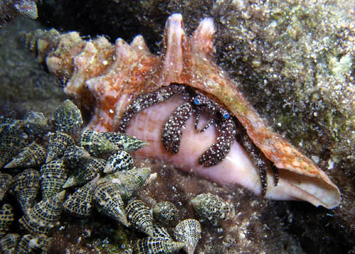 Night life off Scuba Club Cozumel