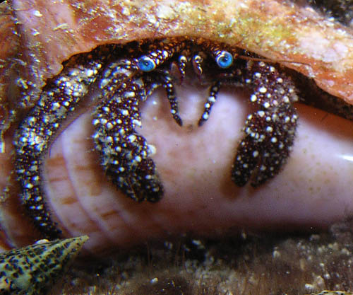 Night life off Scuba Club Cozumel