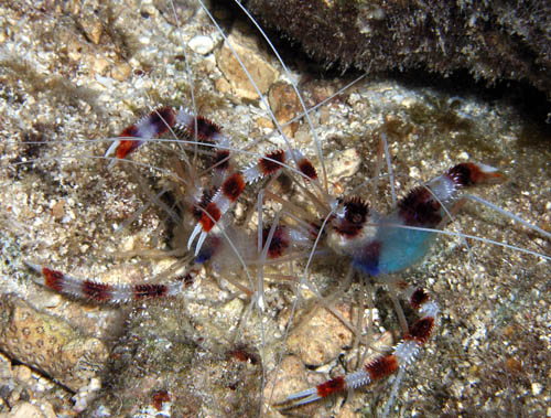 Night life off Scuba Club Cozumel