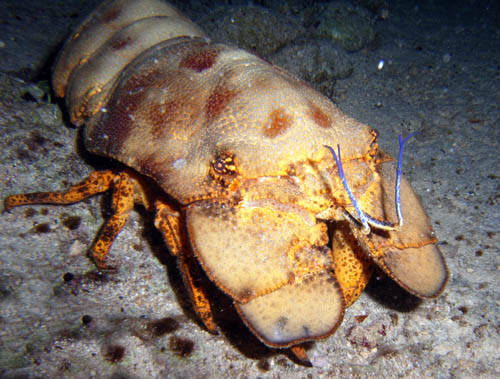 Night life off Scuba Club Cozumel