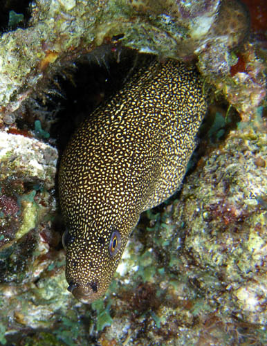 Night life off Scuba Club Cozumel