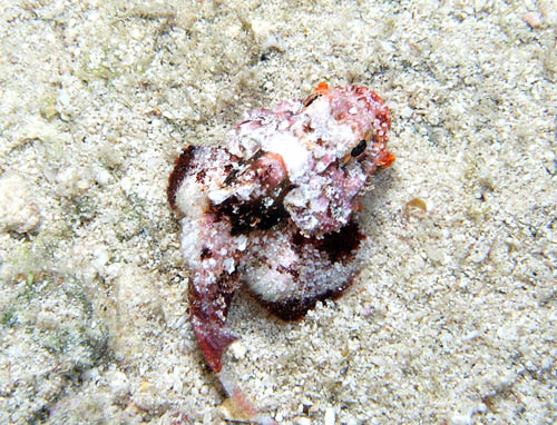 Night life off Scuba Club Cozumel