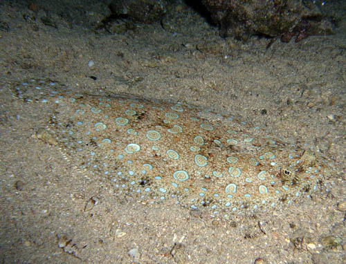 Night life off Scuba Club Cozumel