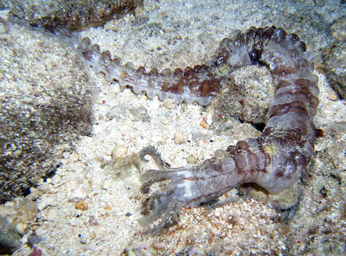 Night life off Scuba Club Cozumel