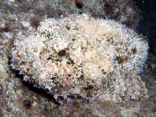 Night life off Scuba Club Cozumel