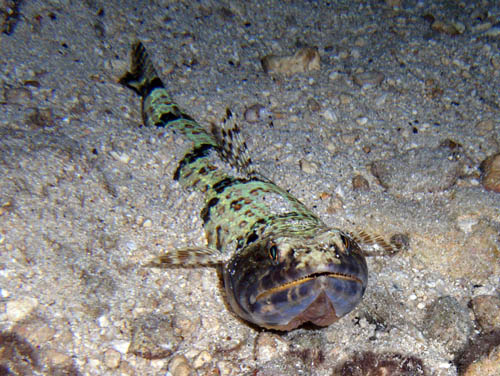 Night life off Scuba Club Cozumel