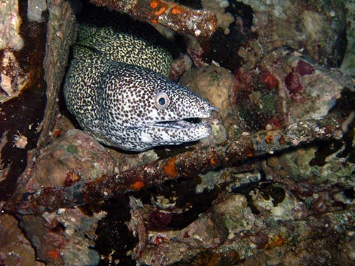 Night life off Scuba Club Cozumel