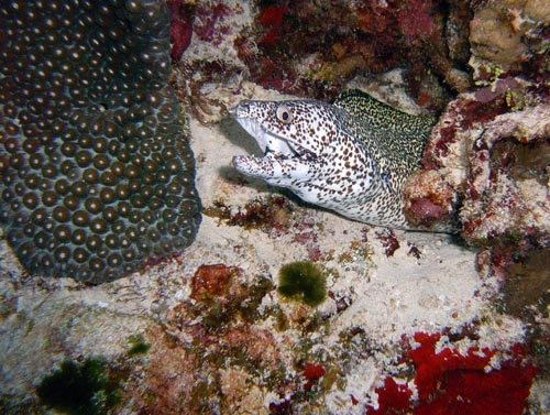 Night life off Scuba Club Cozumel