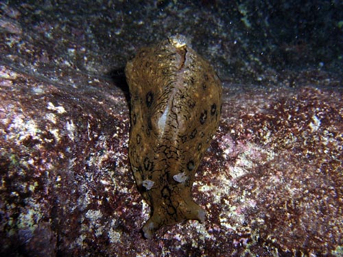 Night life off Scuba Club Cozumel