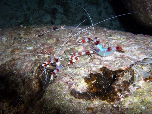 Night life off Scuba Club Cozumel