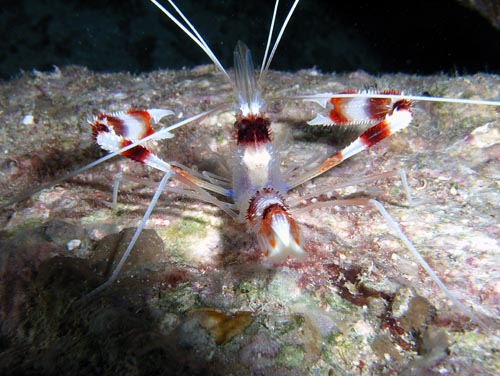 Night life off Scuba Club Cozumel