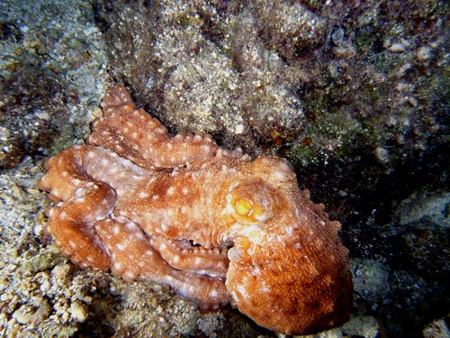 Night life off Scuba Club Cozumel