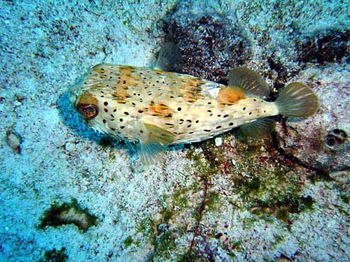 Night life off Scuba Club Cozumel