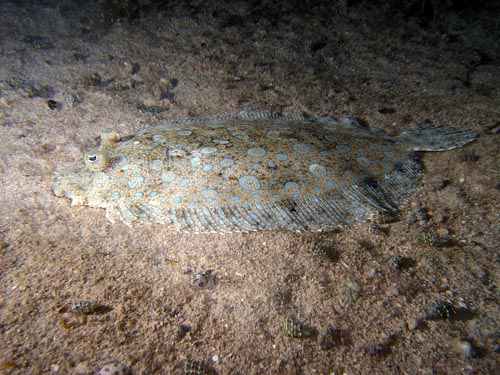 Night life off Scuba Club Cozumel