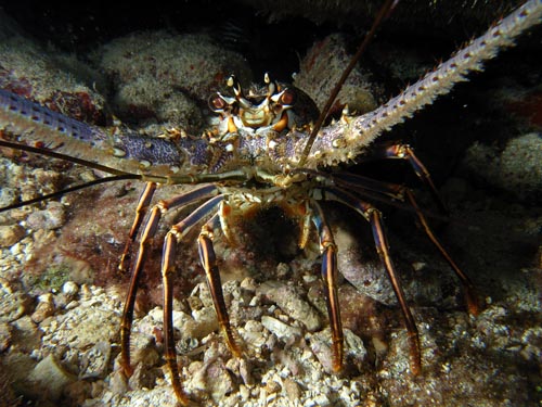 Night life off Scuba Club Cozumel