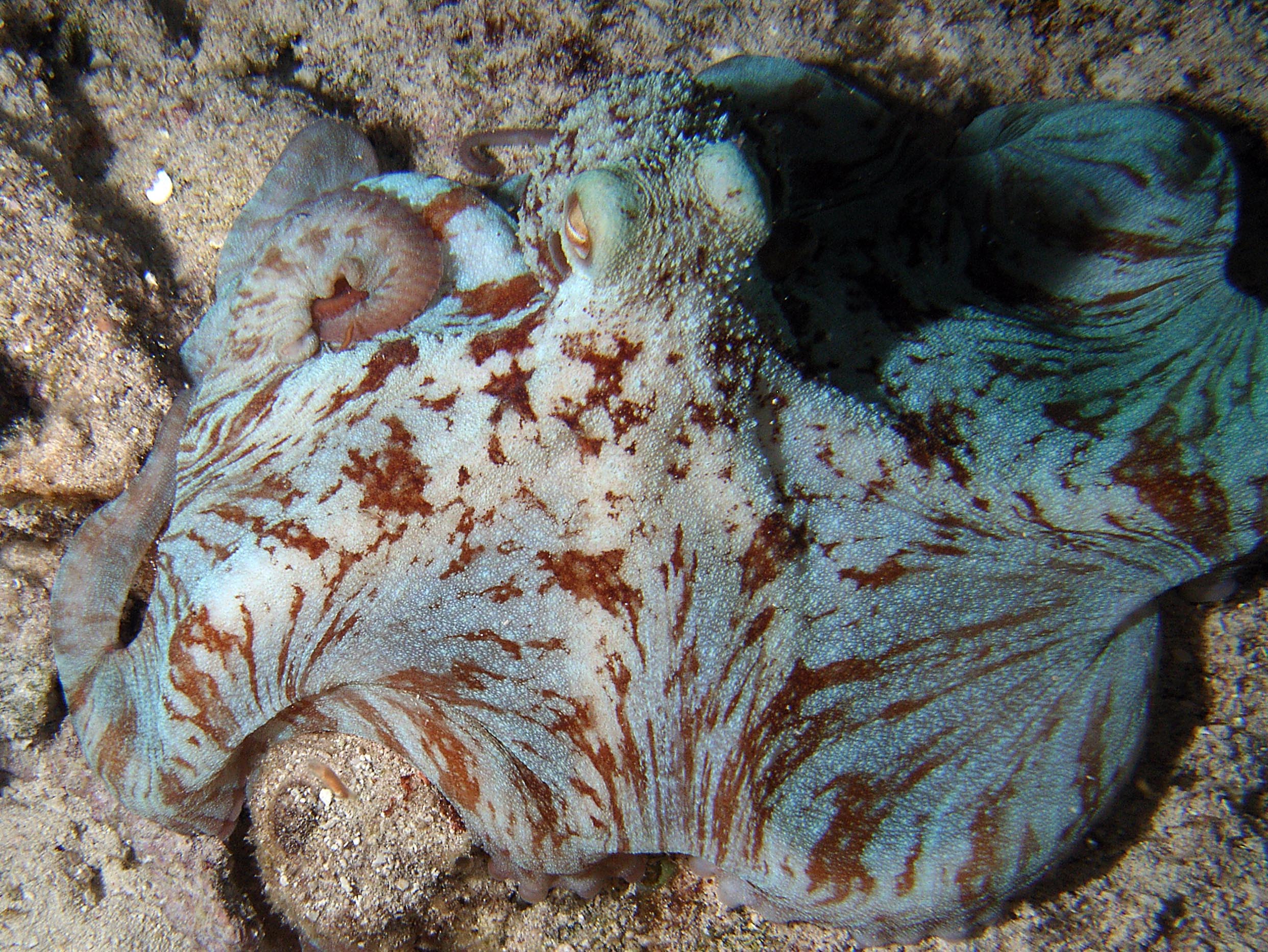 Night life off Scuba Club Cozumel