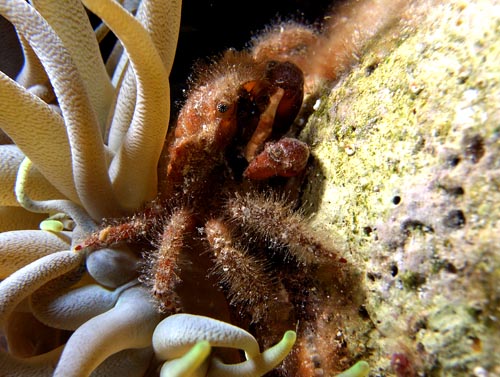 Night life off Scuba Club Cozumel