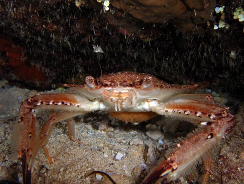 Night life off Scuba Club Cozumel