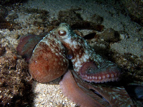 Night life off Scuba Club Cozumel