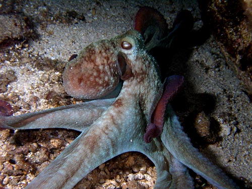 Night life off Scuba Club Cozumel