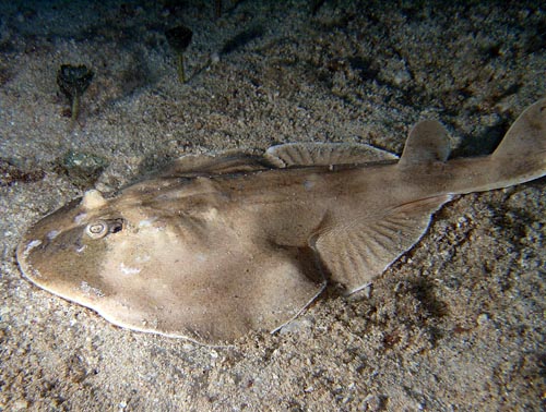 Night life off Scuba Club Cozumel