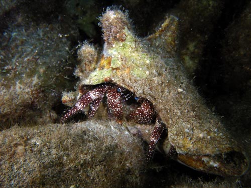 Night life off Scuba Club Cozumel