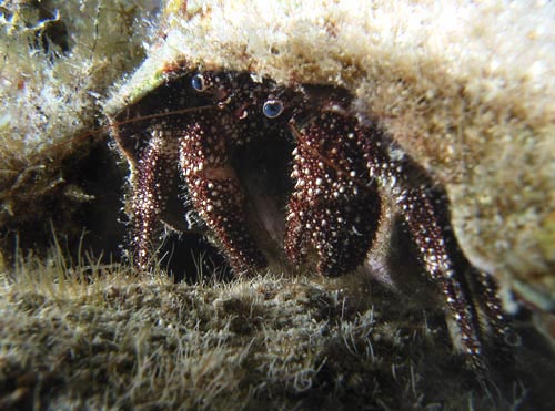 Night life off Scuba Club Cozumel