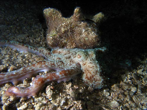 Night Life off Scuba Club Cozumel