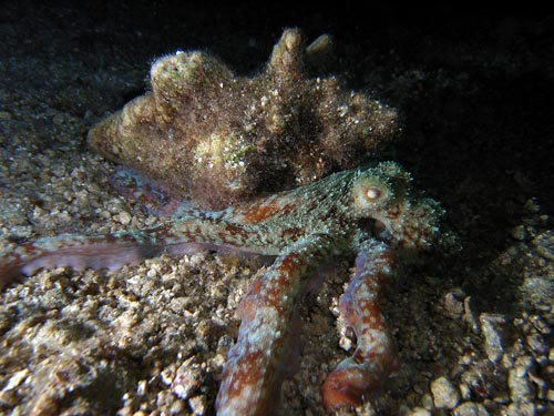 Night Life off Scuba Club Cozumel