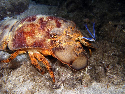 Night Life off Scuba Club Cozumel