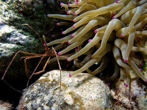 Night Life off Scuba Club Cozumel