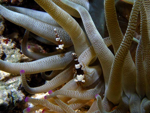 Night Life off Scuba Club Cozumel