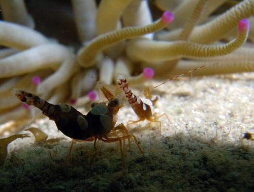 Night Life off Scuba Club Cozumel