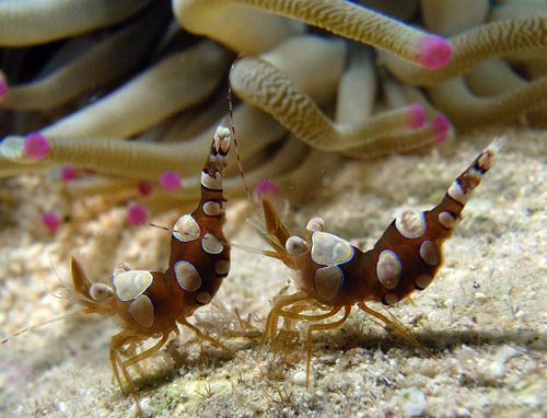 Night Life off Scuba Club Cozumel