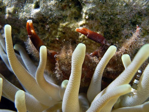 Night Life off Scuba Club Cozumel