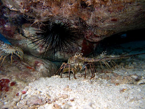 Night Life off Scuba Club Cozumel