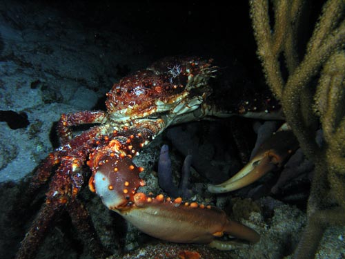 Night life on Paradise Reef